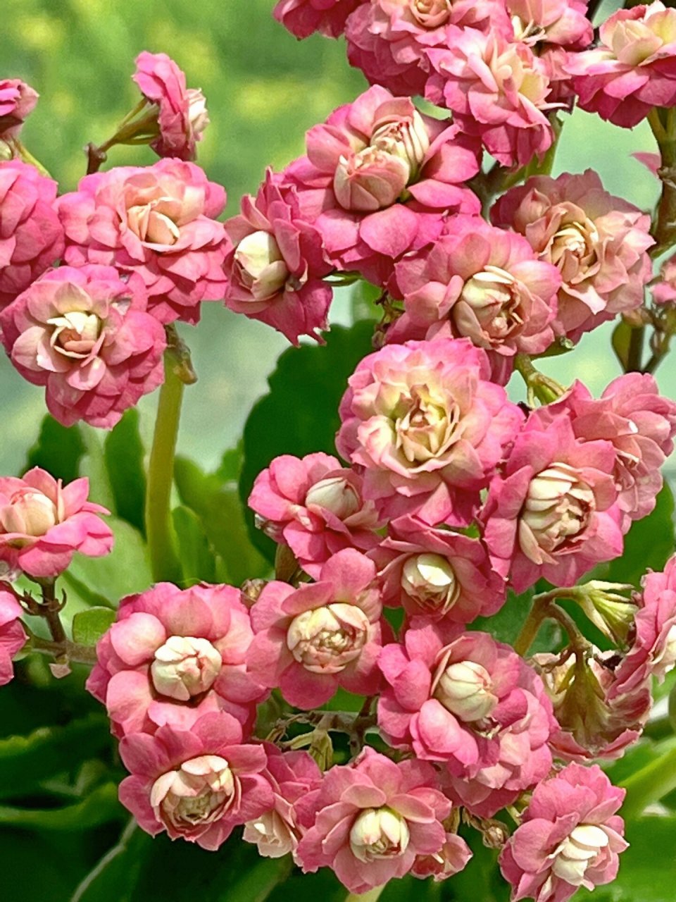 长寿花(106)豆沙皇后 一款独特的豆沙色系…… #长寿花# #长寿花品种