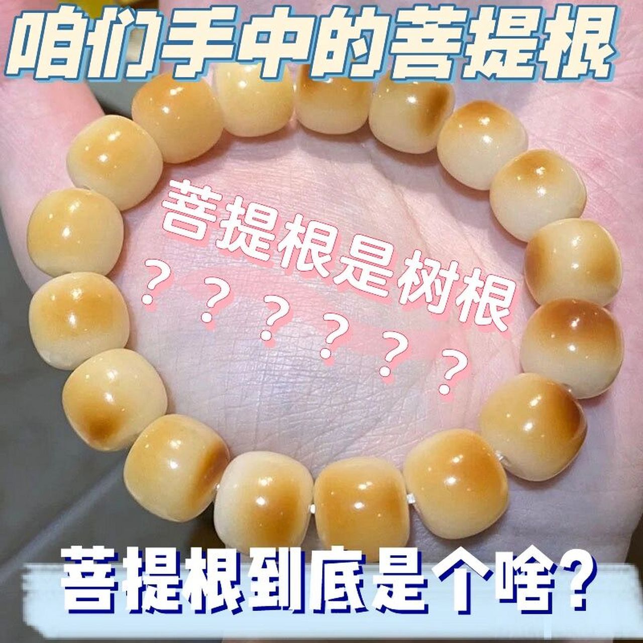 菩提根不是树的根部,菩提根是贝叶棕98的果实