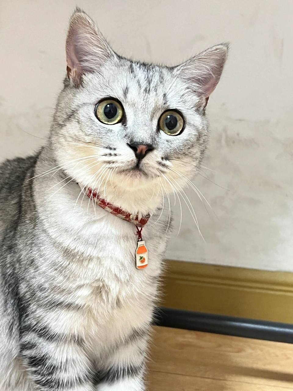 美短鱼骨纹是串串? 我家小猫是什么品种?