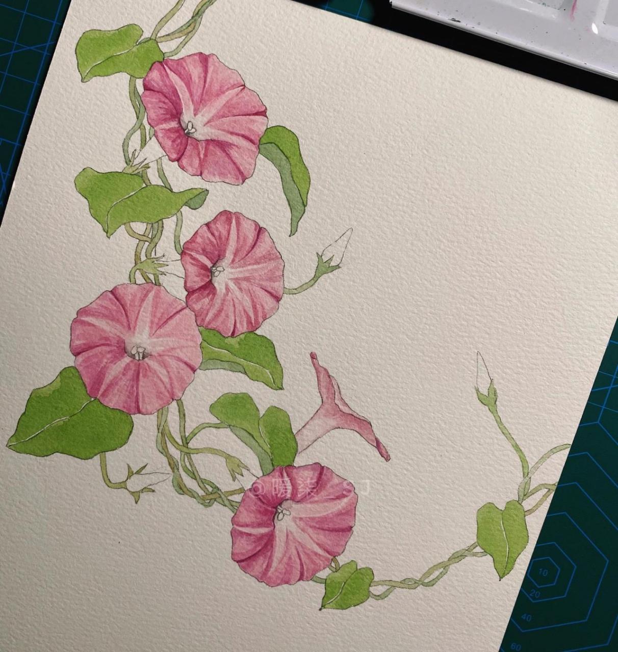 手绘花卉|牵牛花 这次画了牵牛花 图六,七为参考图(网图,没找到出处侵