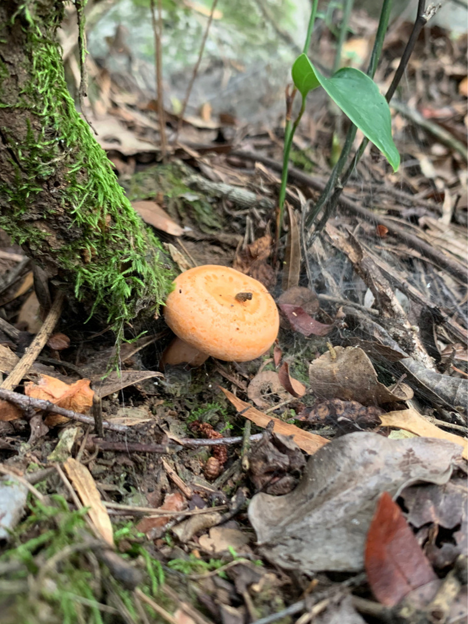 重庆奉节高山野生(松树菌) 松树菌;生长在重庆奉节高山海拔在1400米
