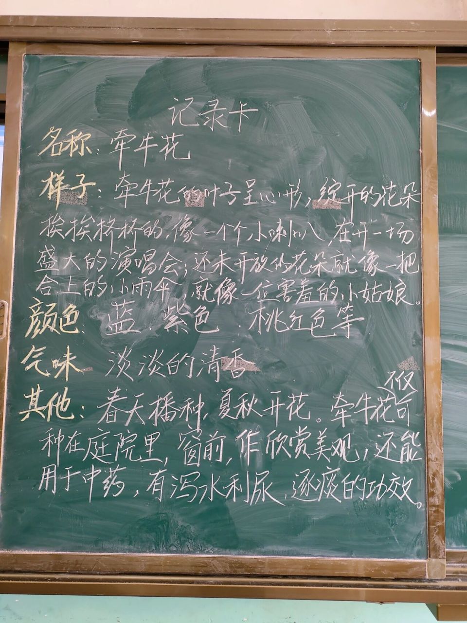 三下我的植物朋友牵牛花和仙人掌    用一体机打开牵牛花和仙人掌的
