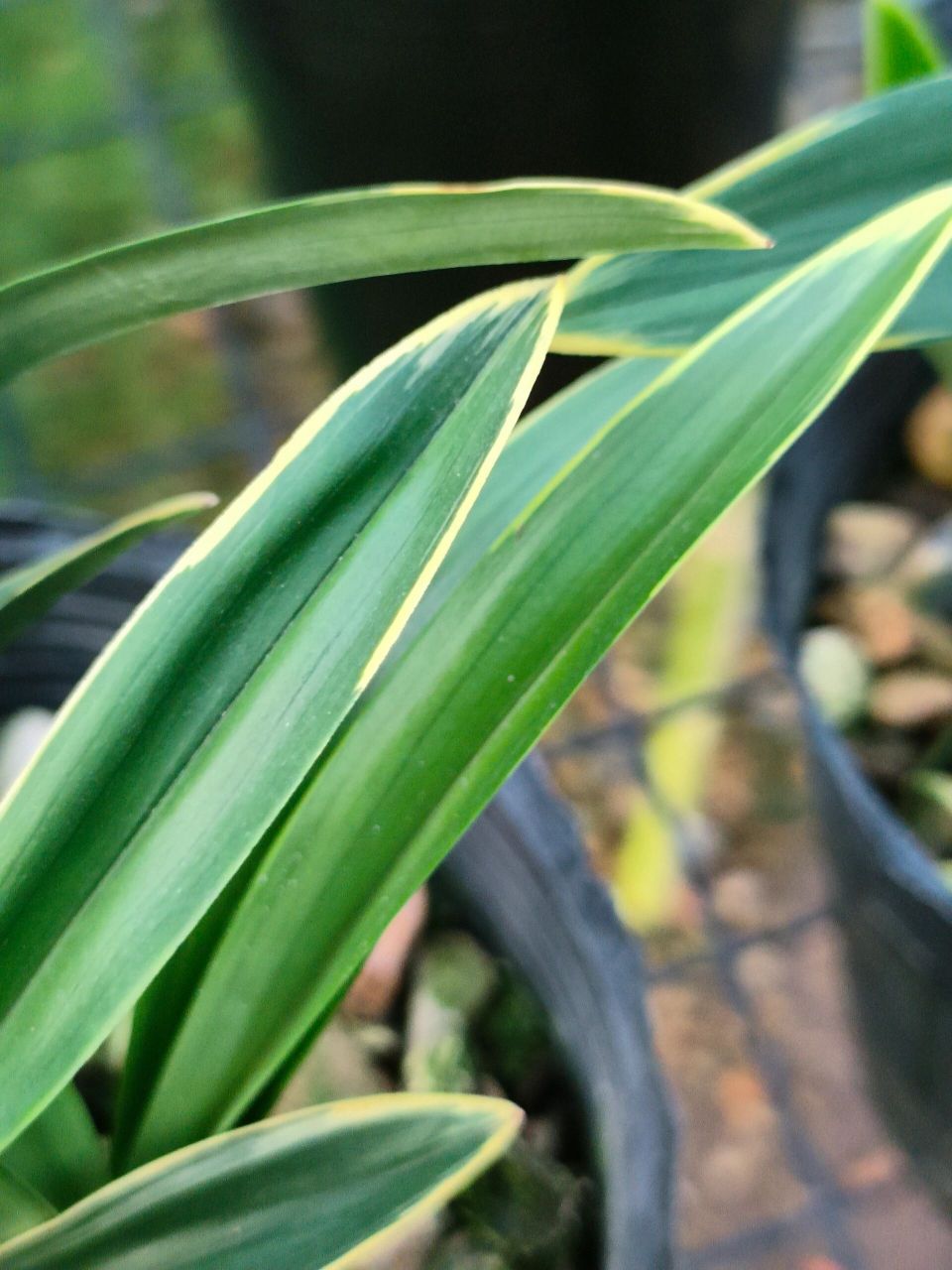 植物分享家--建兰矮种四季达摩边艺带花 四季达摩 四季达摩,是建兰的