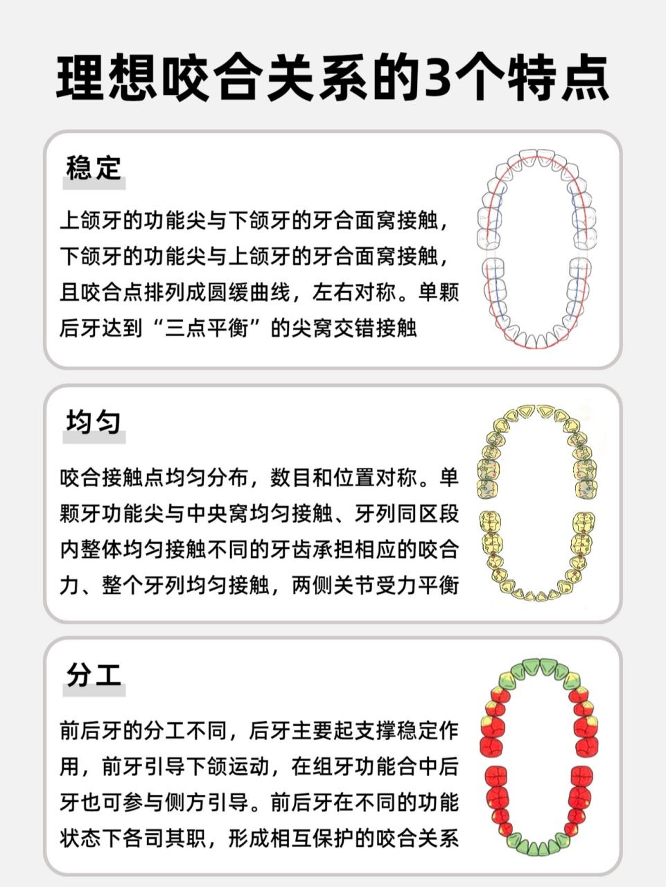 理想咬合关系的3个特点 稳定 上颌牙的功能尖与下颌牙的牙合面窝接触
