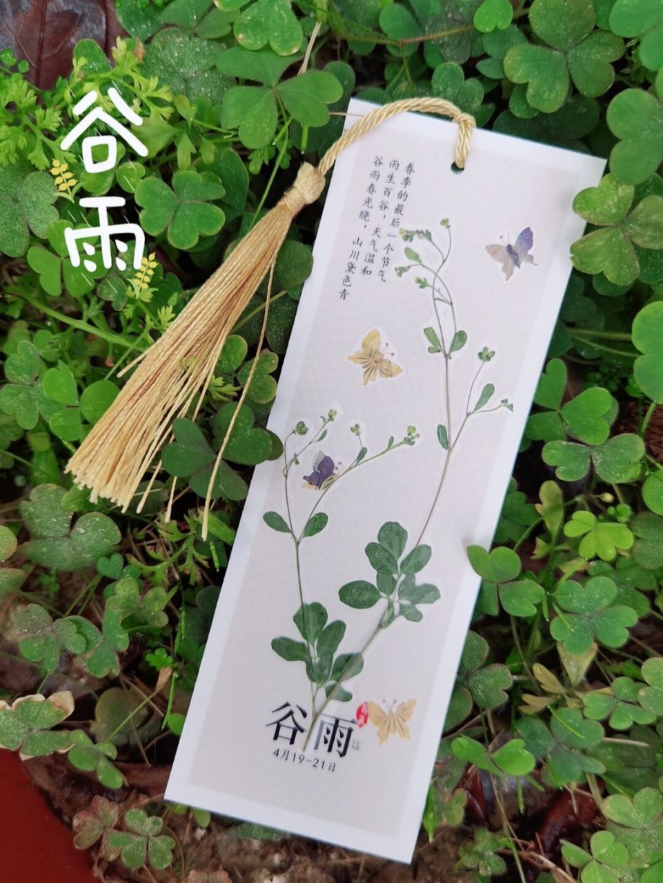 节气书签|植物押花|谷雨 雨生百谷,万物生长,这次用野草代表万物生机