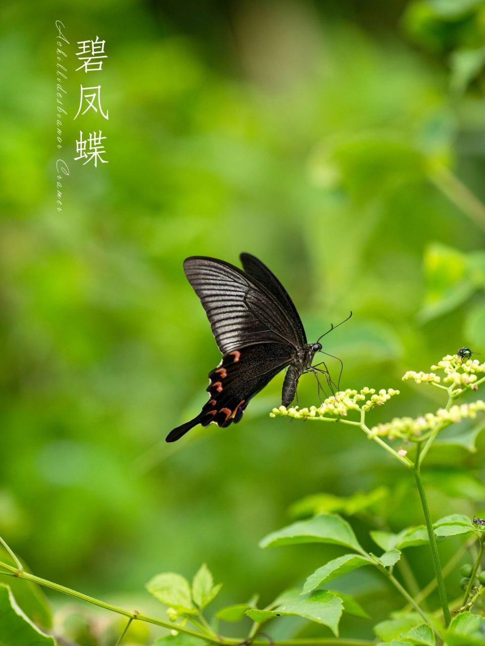 奇妙生物圈# #微距摄影# #碧凤蝶# #摄影日常