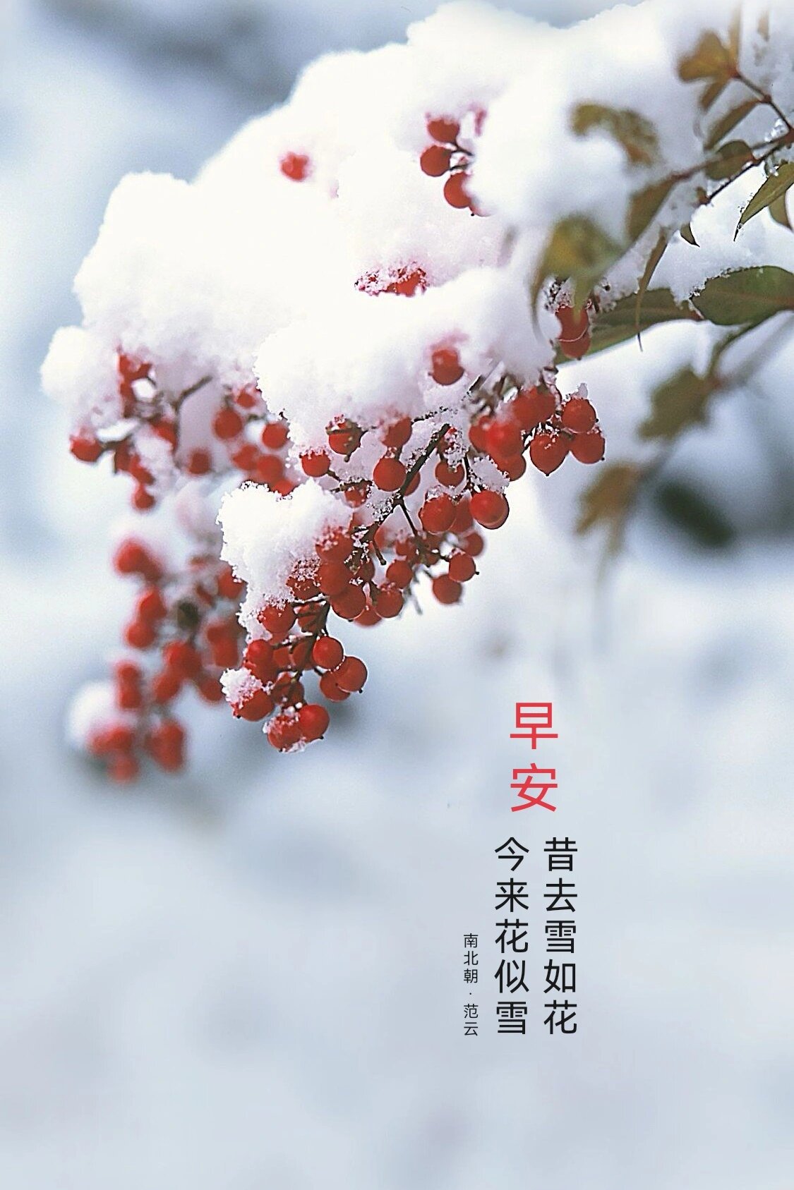 昔去雪如花,今来花似雪早上好,早安