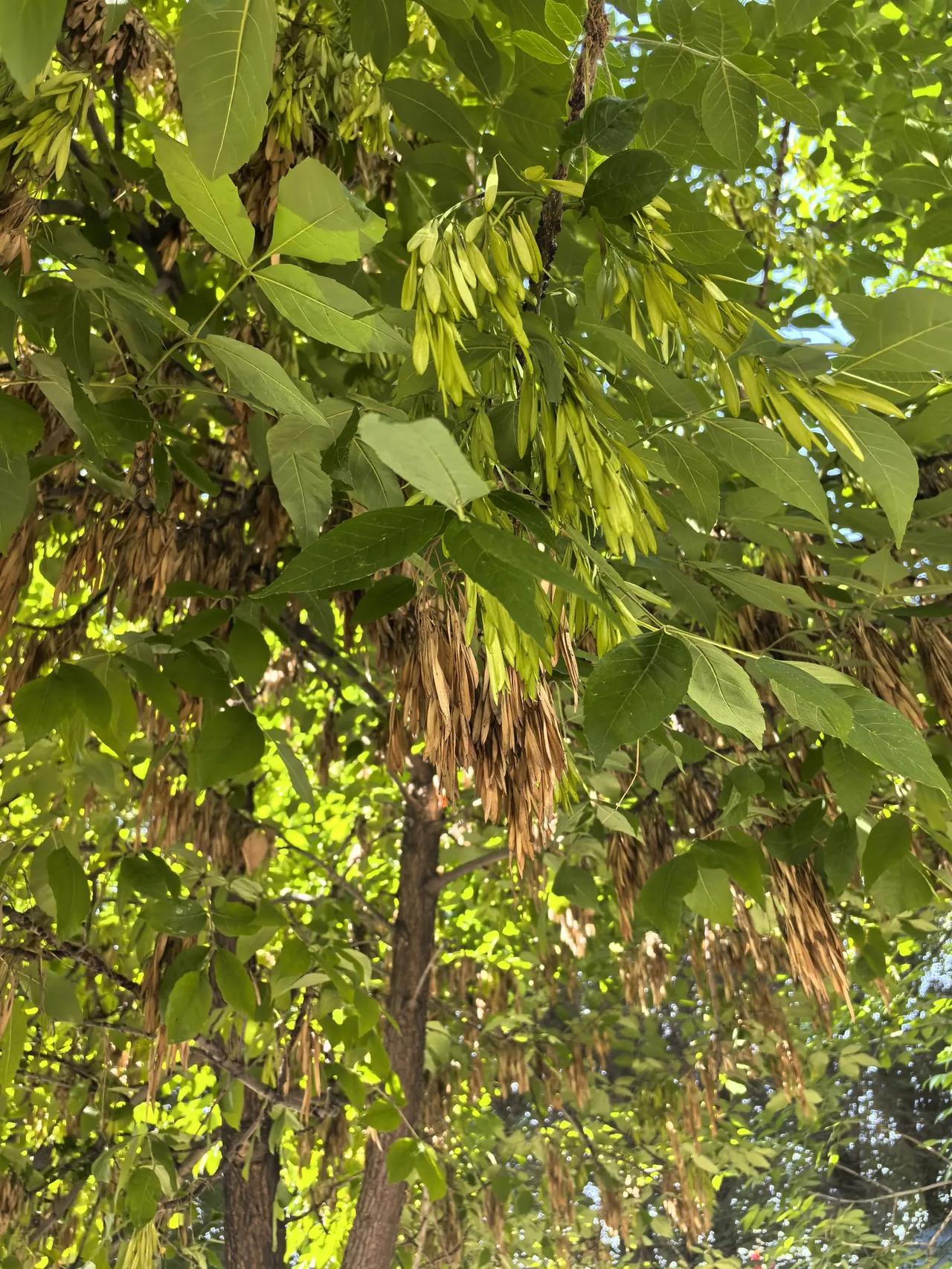 迎端午粽香纳福戳这里,一起领红包>不知道这个叫啥树