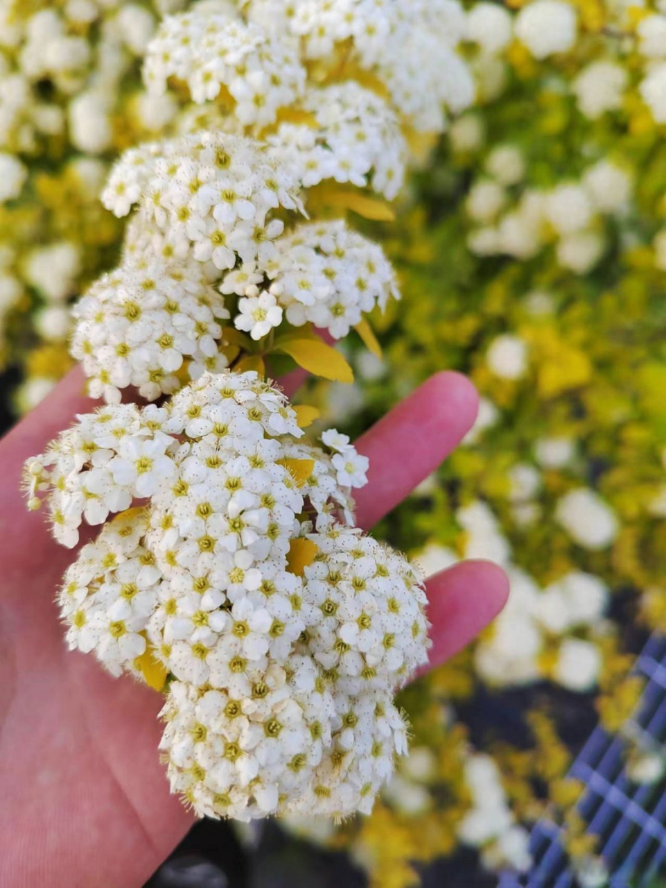 黃金噴泉也叫黃金繡線菊,是薔薇科繡線菊屬多年生落葉小灌木叢植物