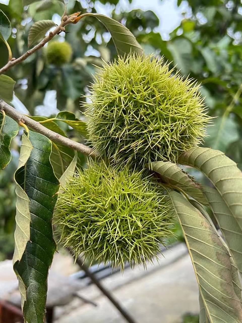 这是板栗树,布满尖刺的外壳叫"栗蓬",板栗成熟时,栗蓬会十字炸开