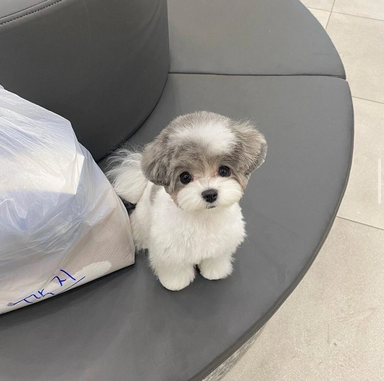 图1-图9 韩国soljicdog毕业的马尔泰目前职业是网红～ 羡慕死我啦