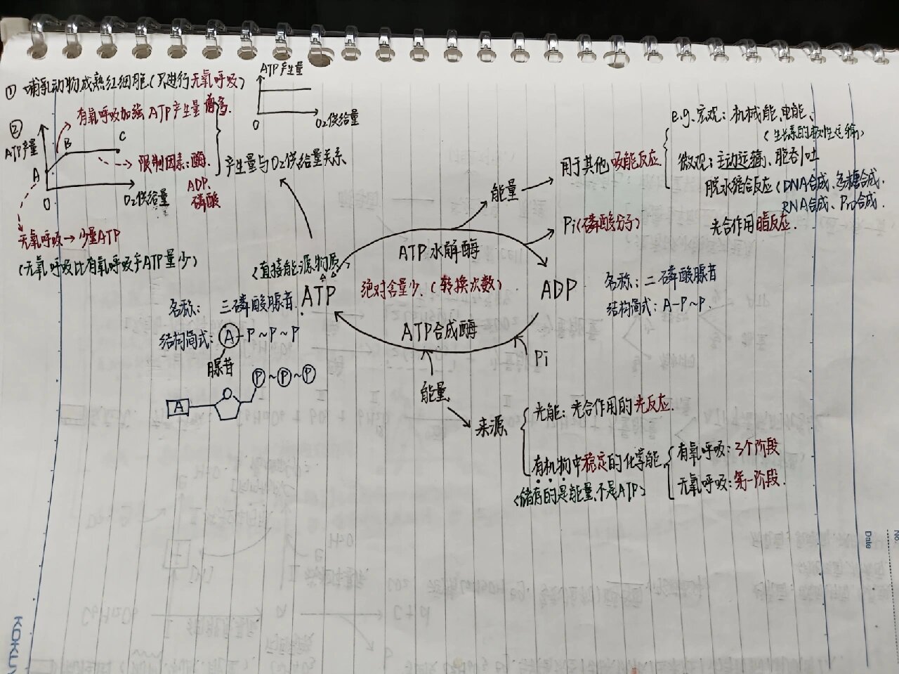 生物思维导图08mindmap来啦!