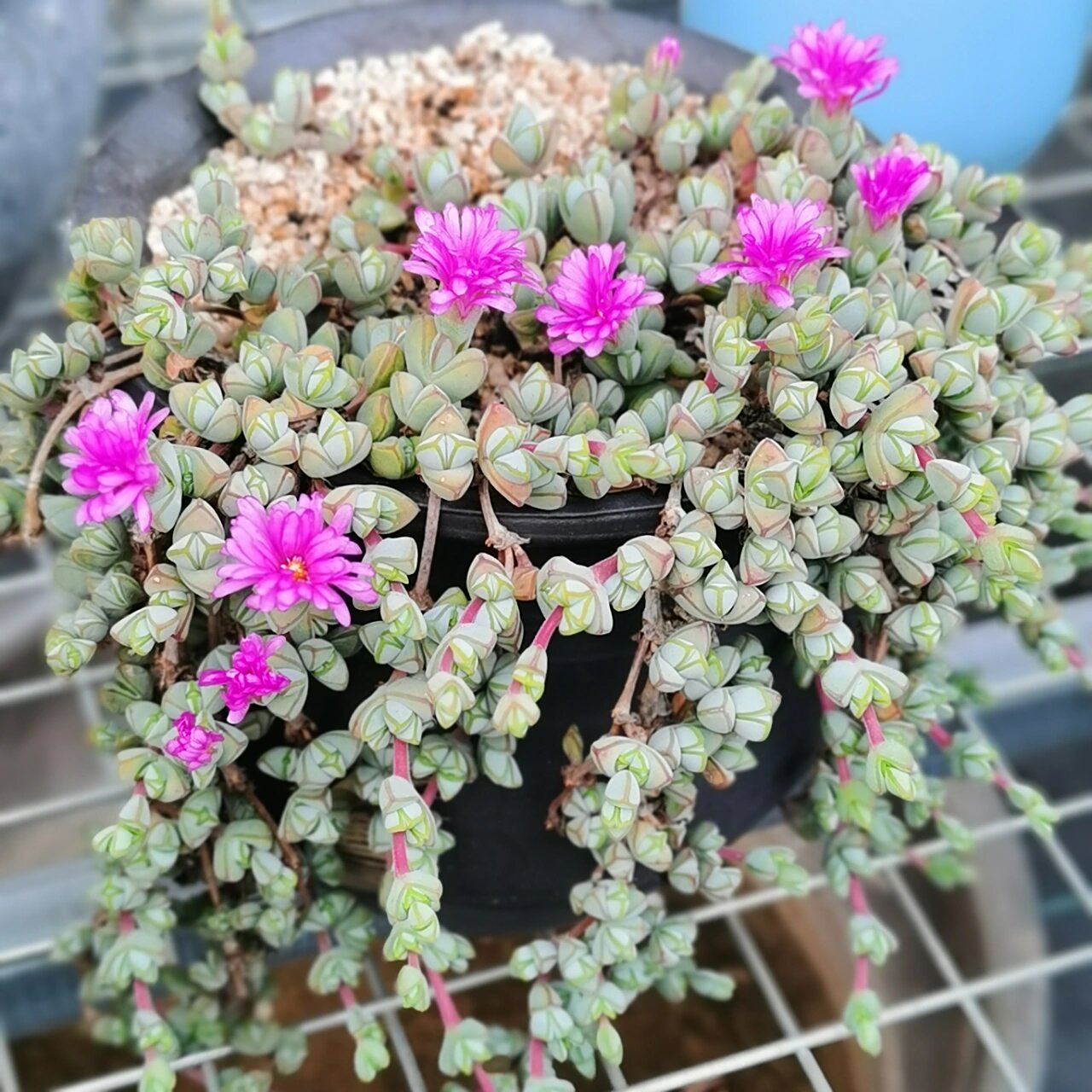 又到碧玉莲开花的季节了