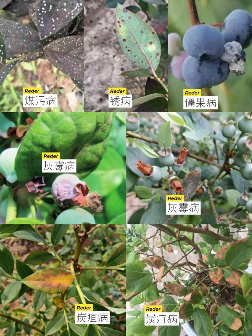 夏季高温高湿闷热蓝莓会出现的病害 [黑线]我们这要迎来近一周的阴雨