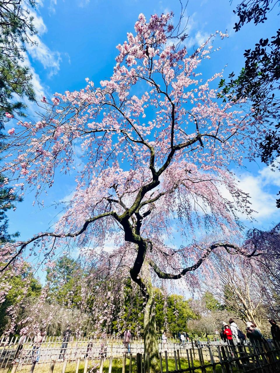 在日本99请你看一场春天的垂枝樱!
