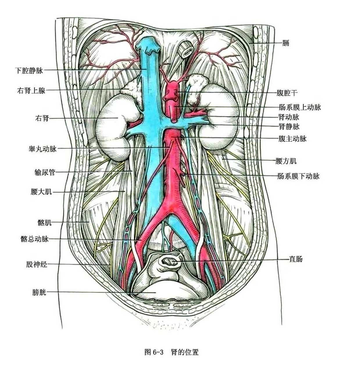系统解剖学 啊啊啊～,兄弟姐妹们,今天除了发解剖图谱,我还给你们安利