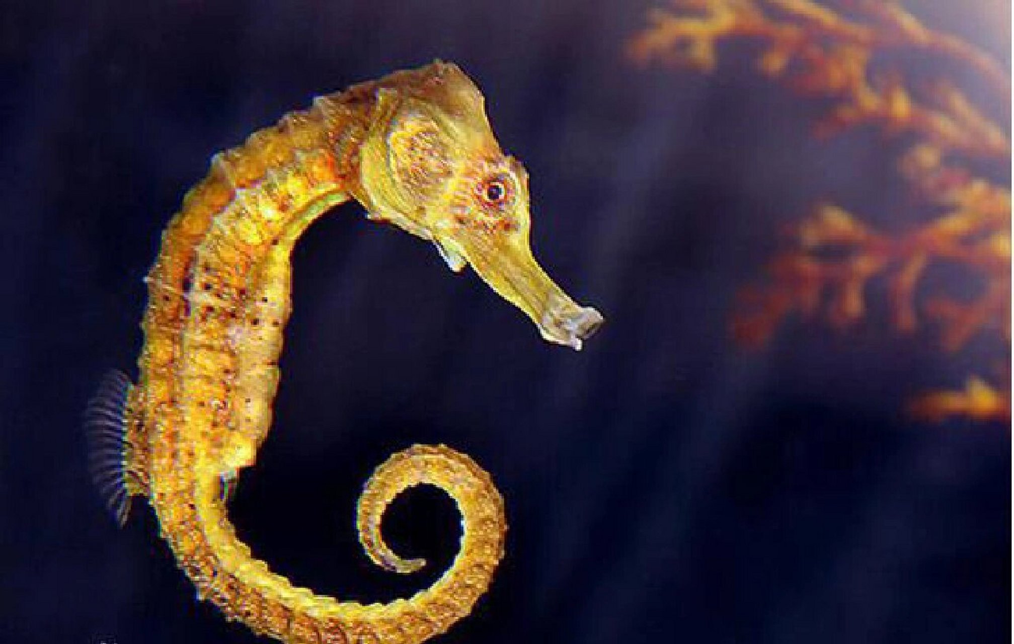 陪娃一起看98大海-海马96 9292海马是一种小型的海洋动物