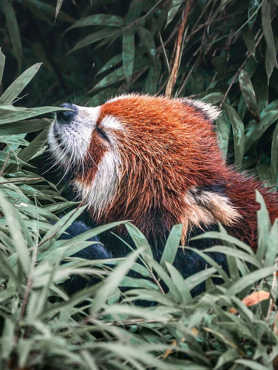 这张野生小熊猫照片是我参加由小红书组织的国家公园巡山员活动期间