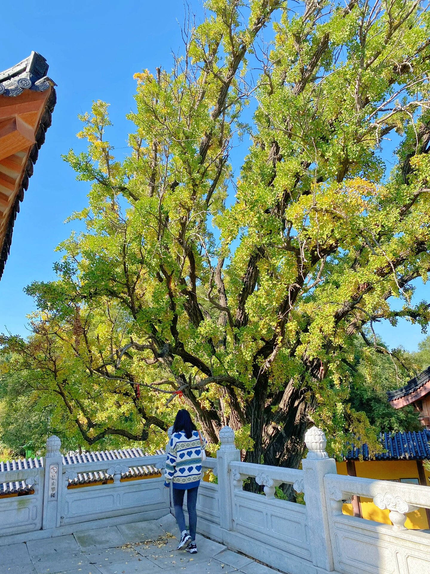 合卢寺住持图片