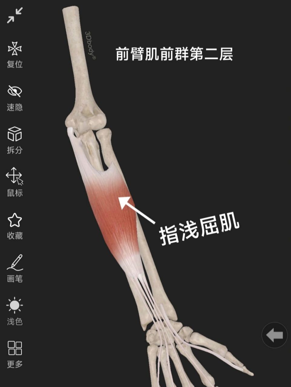 好好学习,别挂科哦  前臂前群肌,位于前臂的前面和内侧面,一共9块,分4