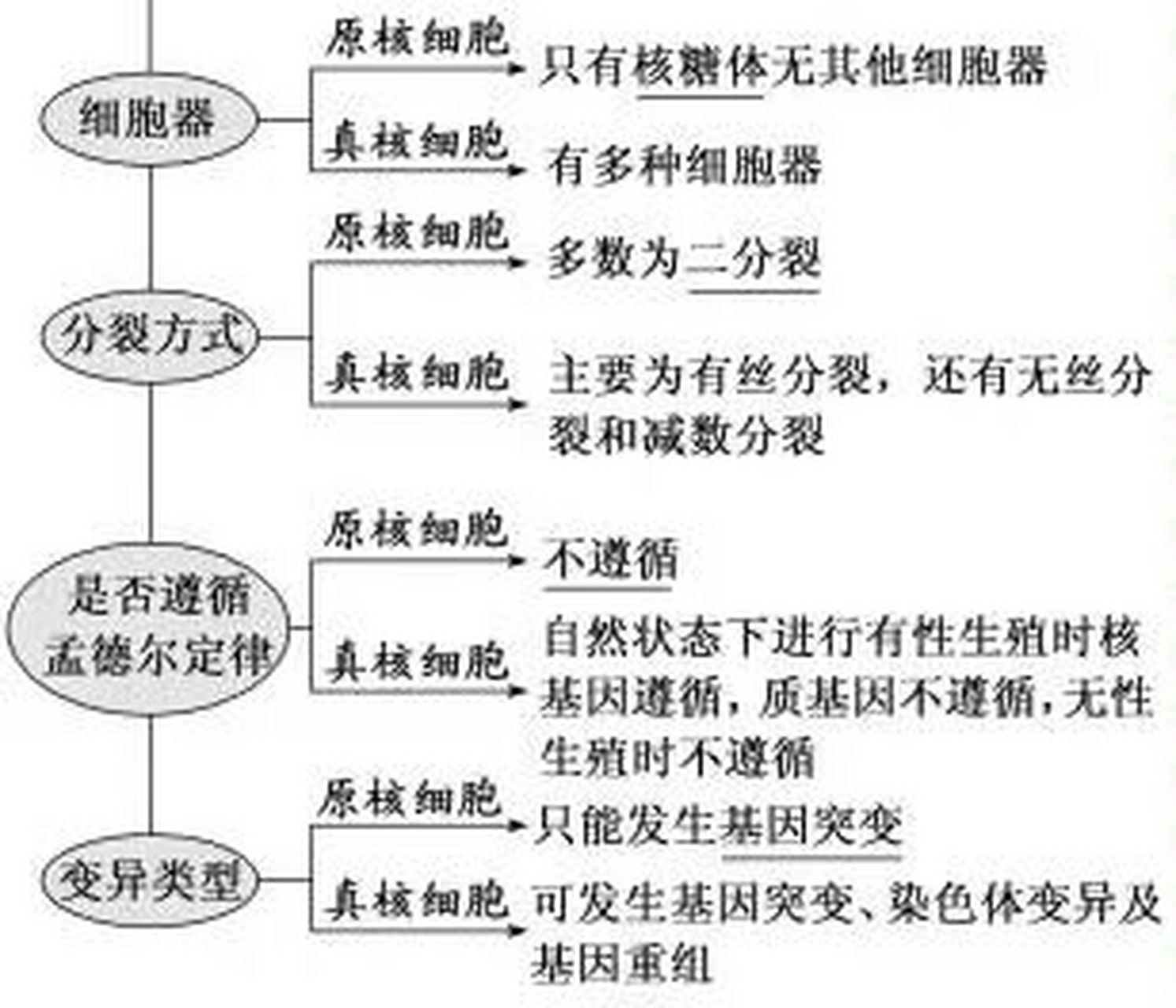 边转录边翻译图片