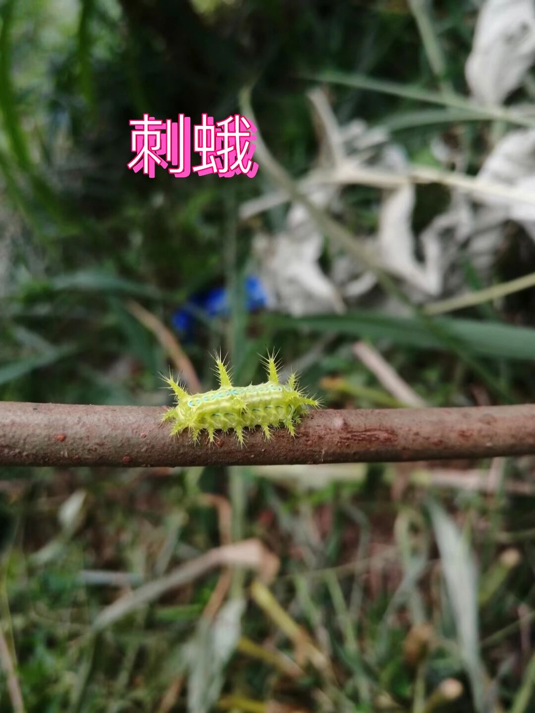 刺蛾