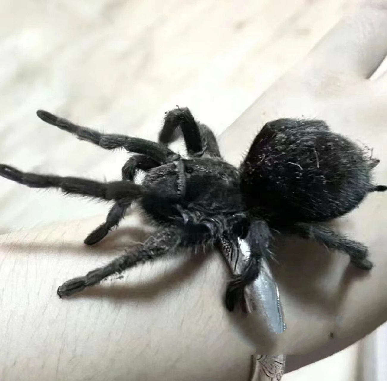 9915黑丝绒蜘蛛克服恐惧,它很可爱94 巴西黑,拉丁学名为
