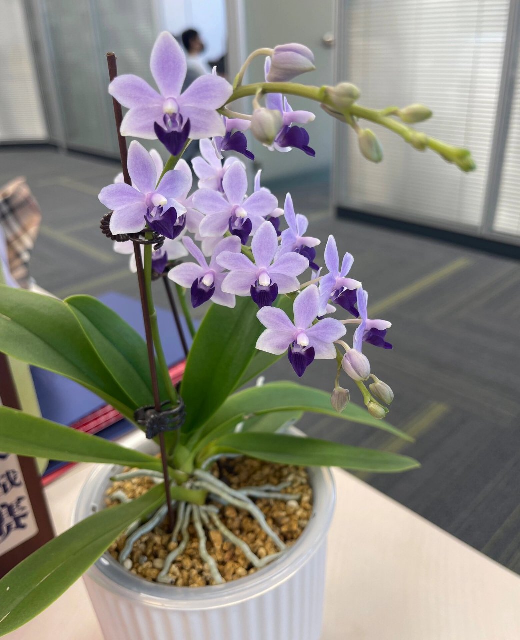 小茴紫/蓝宝石蝴蝶兰 小蓝 不得不说太优秀了 很快就开满两串#蝴蝶兰