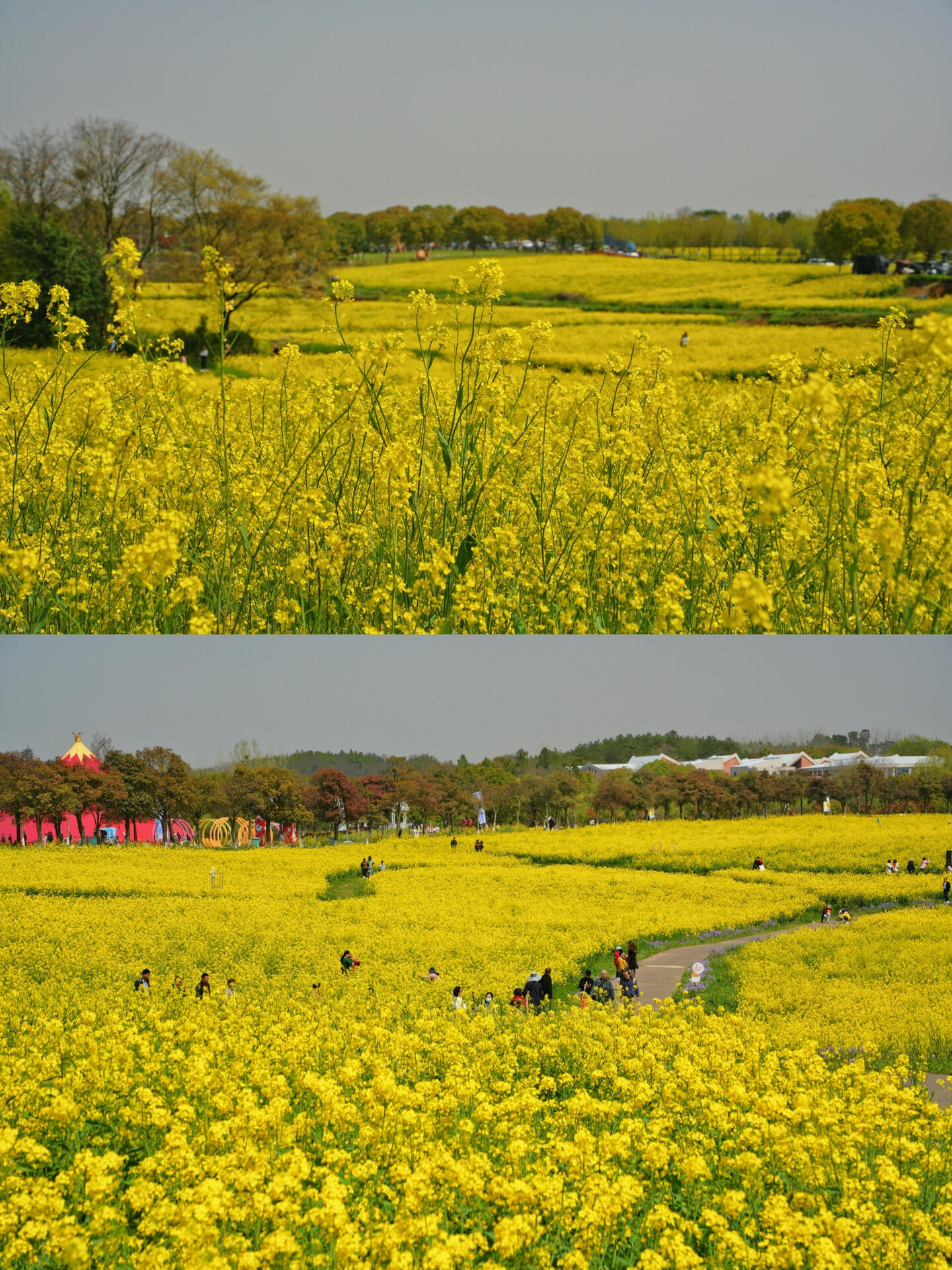 南京周边油菜花海图片