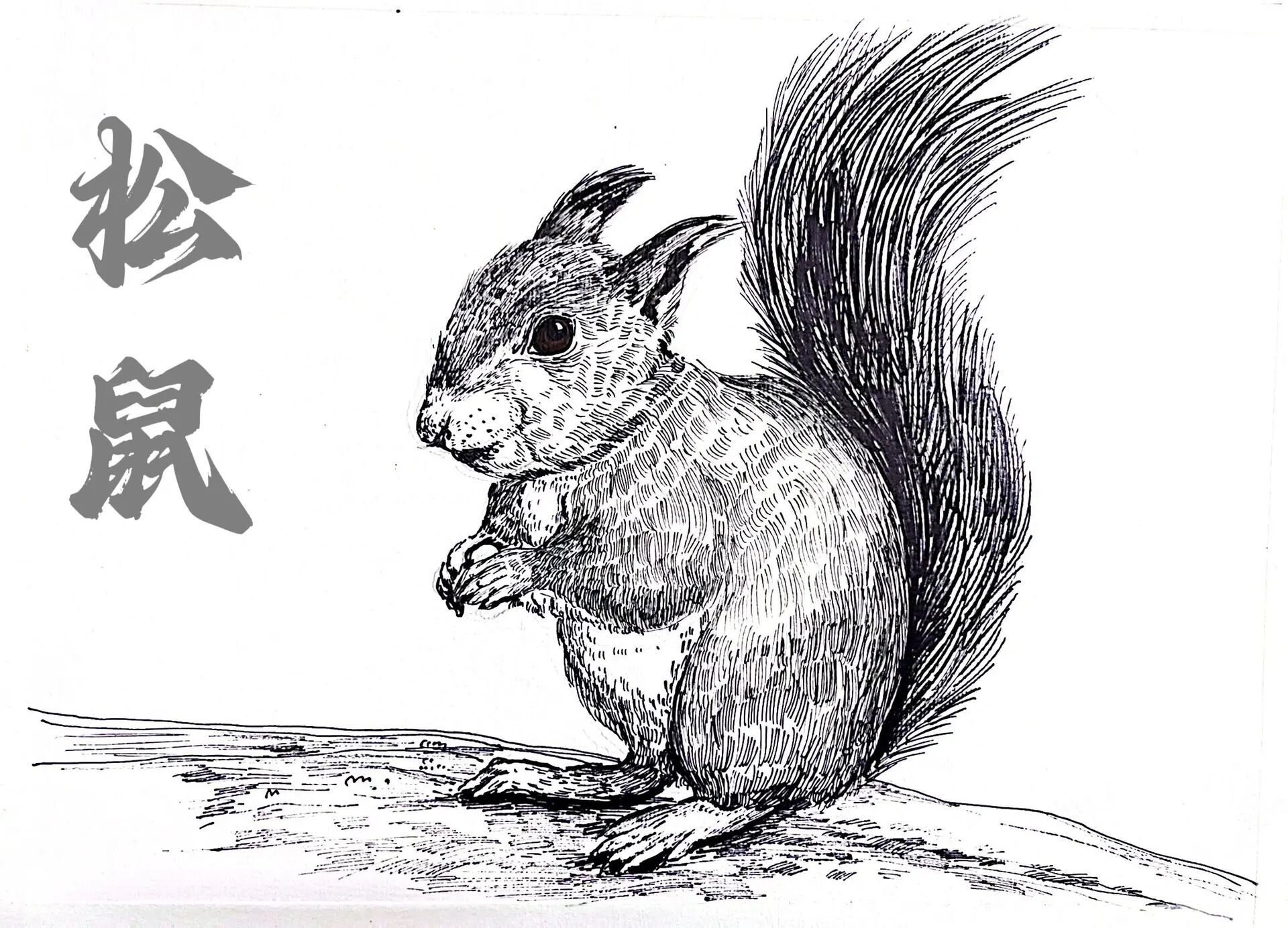 松鼠的速写表现 黑白画多了,也要来点色彩呀