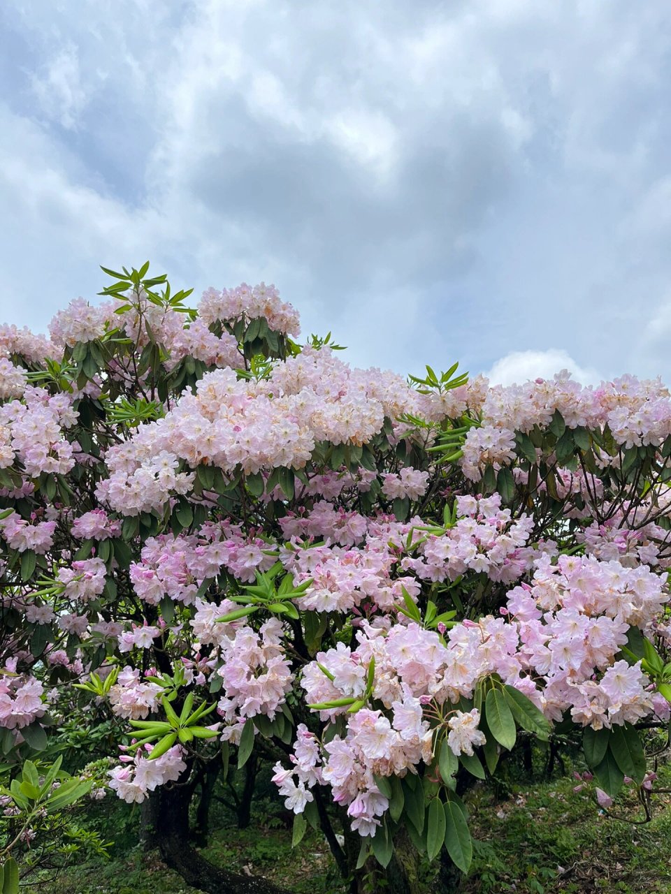 天台华顶千年杜鹃