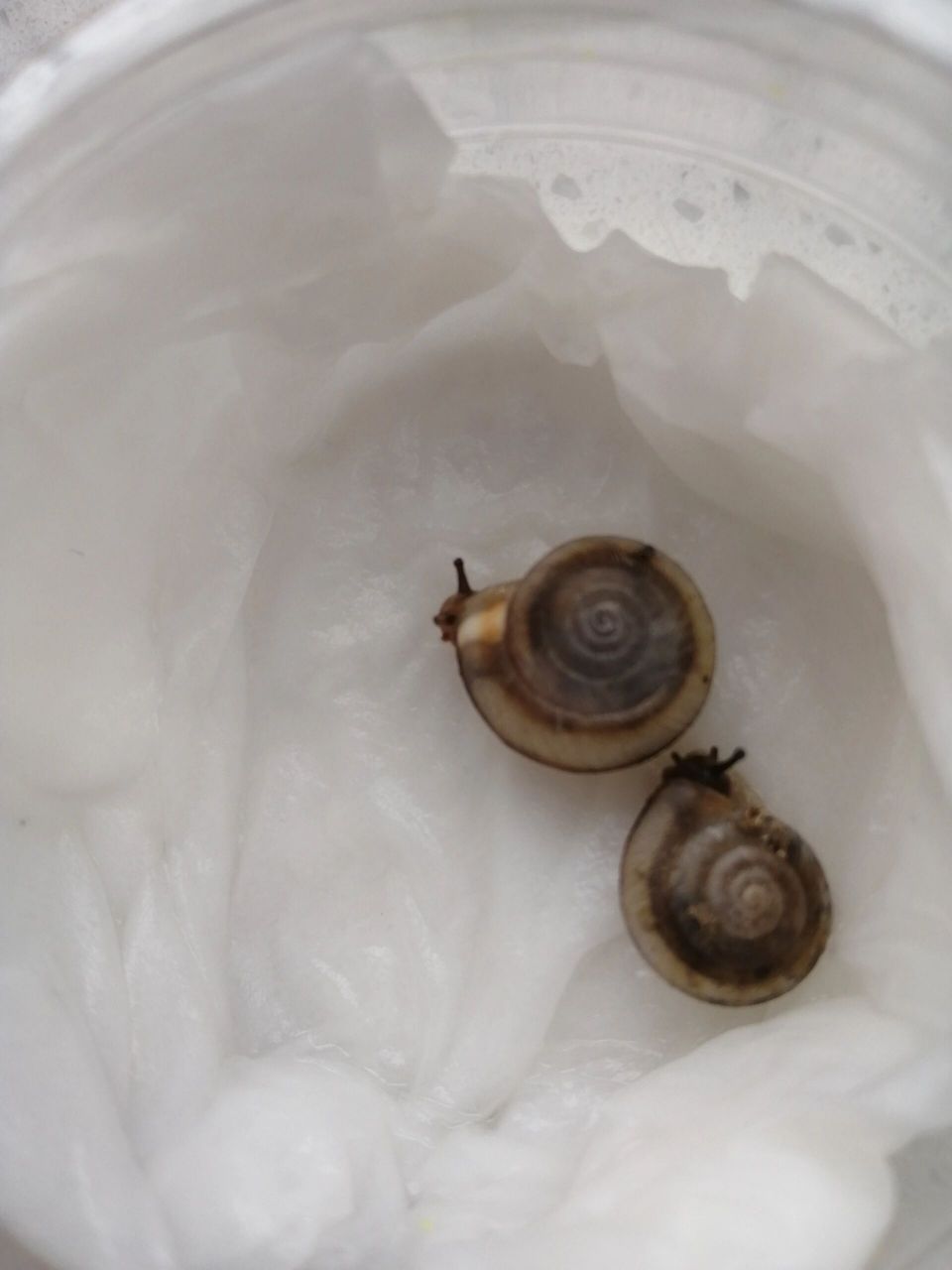 这种蜗牛有毒吗?
