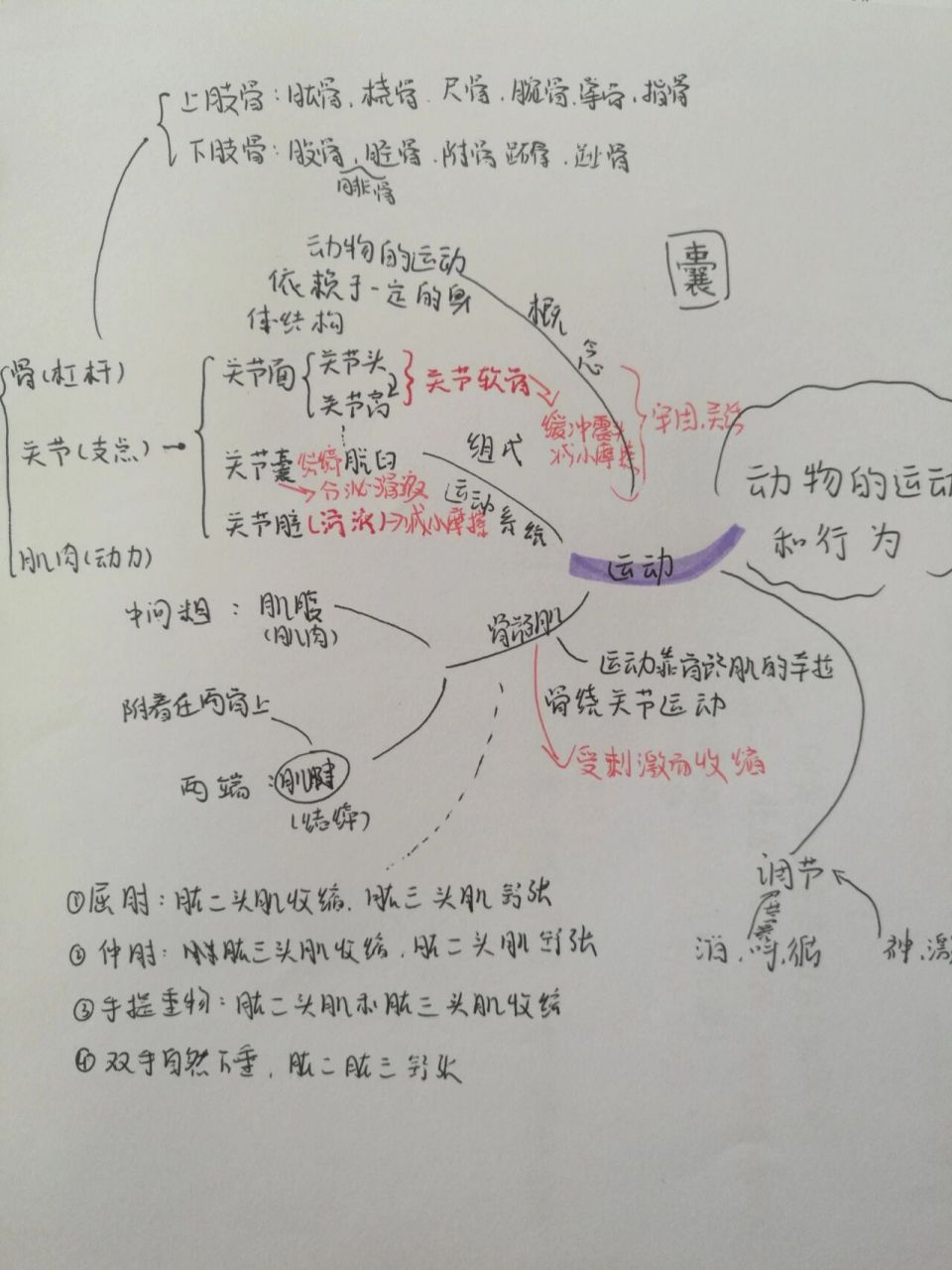 动物的运动和行为思维导图 这章算是最简单的了吧