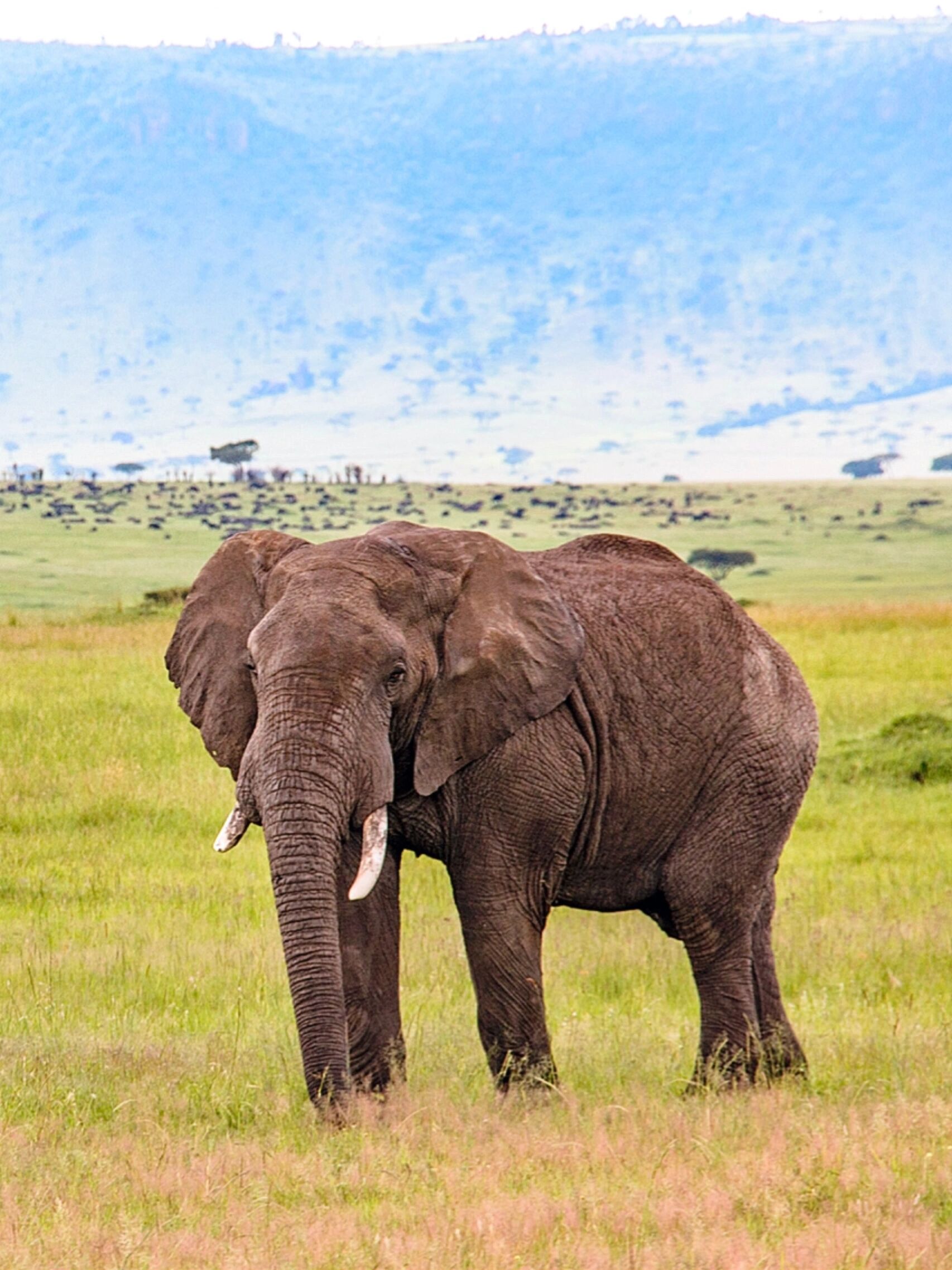 【免费商用绘画素材】动物篇 | 大象/elepha