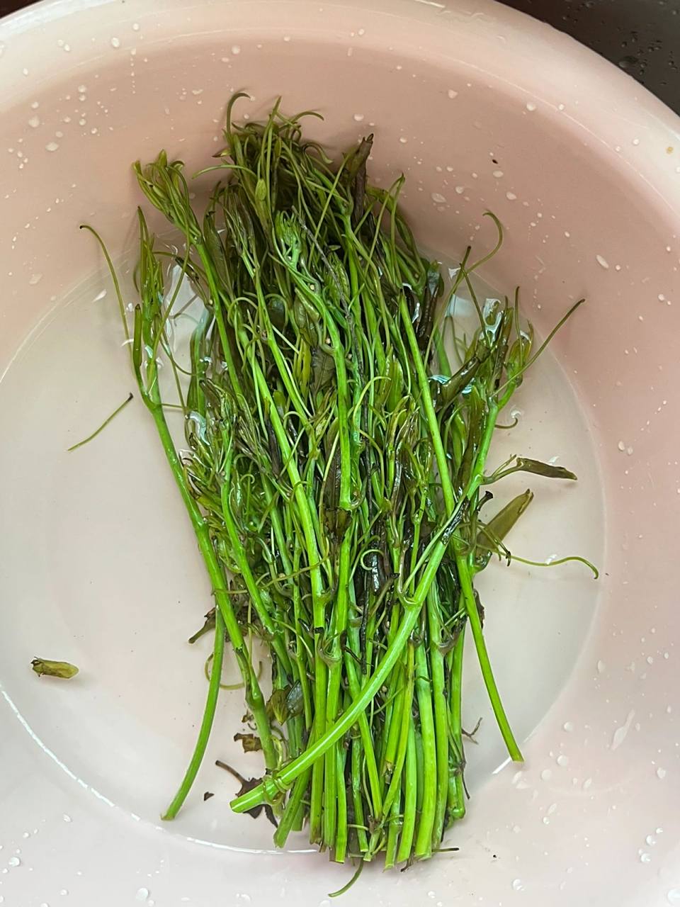 贵州这边只有春天有,叫做"青冈藤",结果网上都搜不到