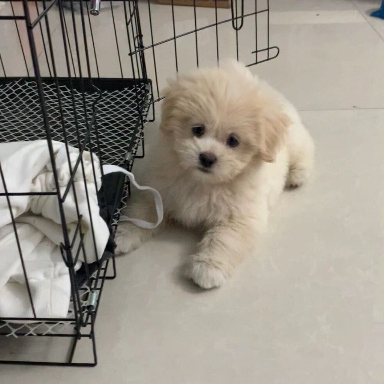 捡到一只可爱的比熊串串 | 第12天～ 美狗照片