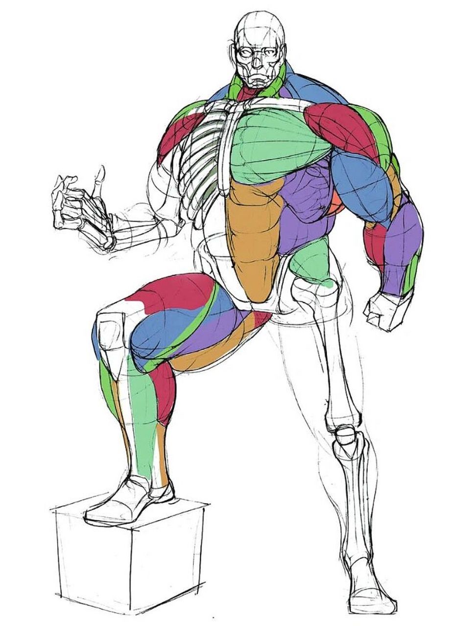 太棒了!人体结构素材绘画漫画速写基础必备