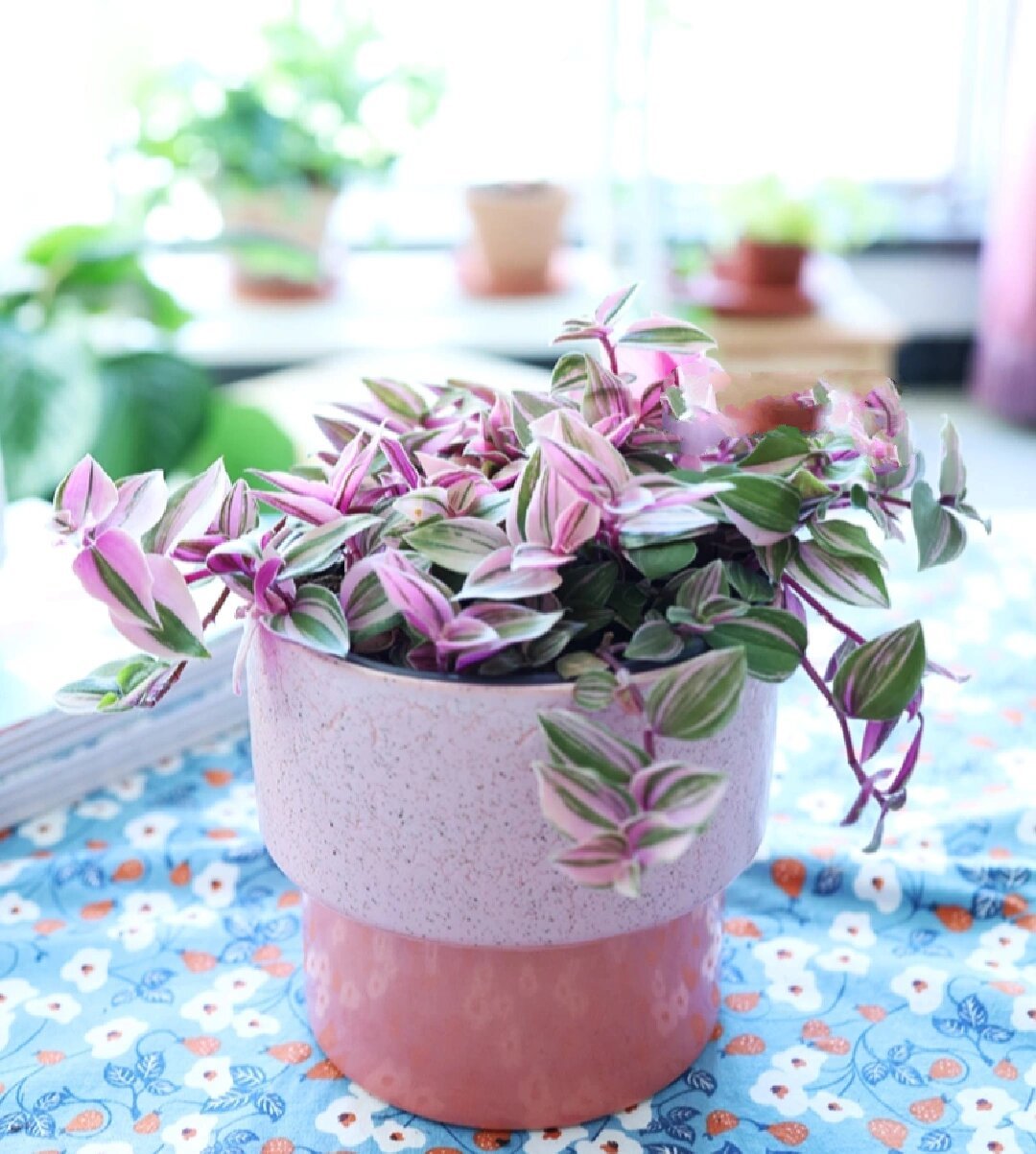 粉色植物--婚礼吊兰锦 婚礼油画 胭脂云 婚礼吊兰锦78 (在这先做