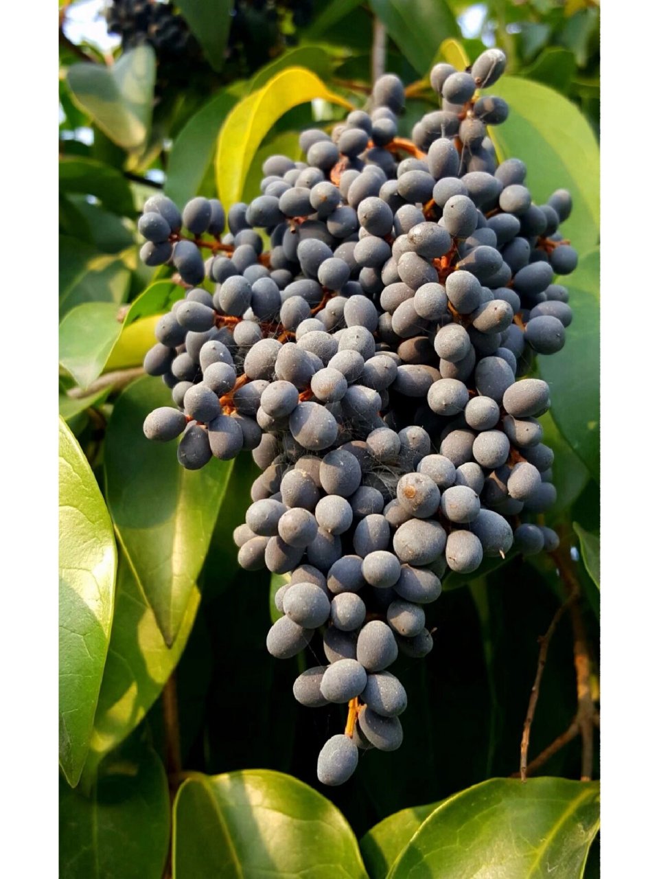 每天认识一种药材——女贞子 女贞为木犀科女贞属常绿灌木或乔木,高