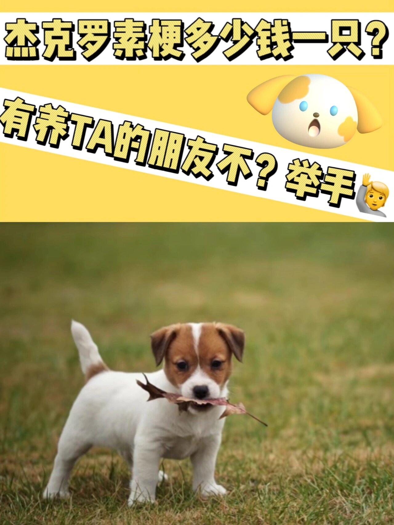 罗素梗犬图片