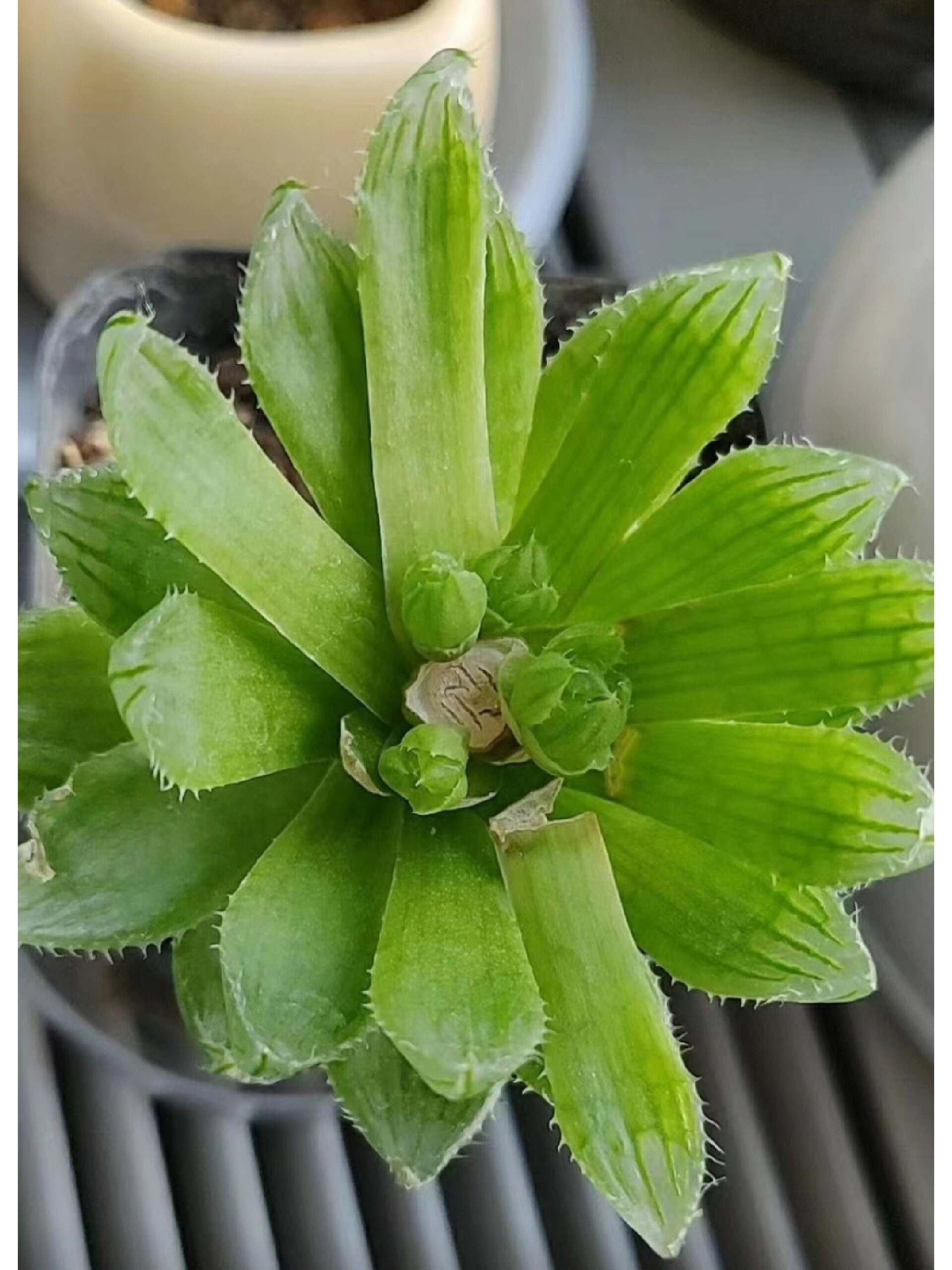 小小樱水晶成长历程 2018年买了一盆小小樱水晶,冠幅也就5厘米左右.