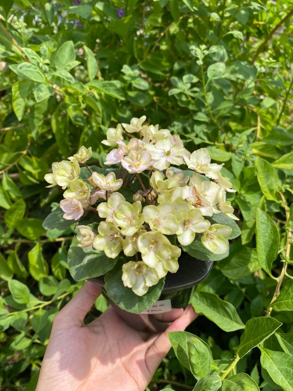 花期超长的"塑料花" 331粉红翡翠,是新手强推的一个非洲堇品种