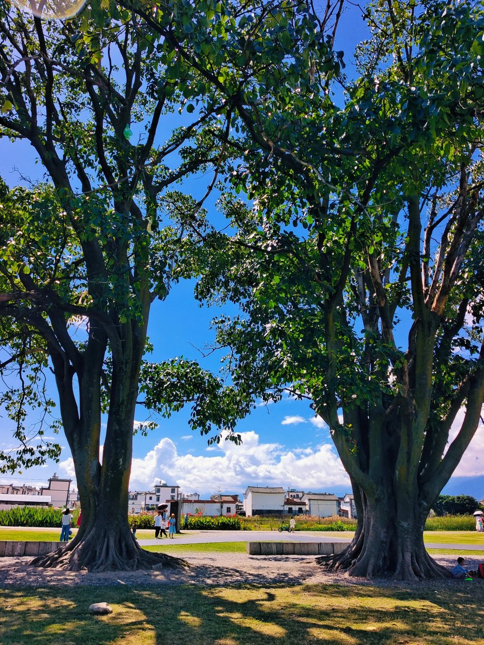 去喜洲古镇的时候,不要错过去海舌公园夫妻树噢,刘亦菲姐姐取过景点
