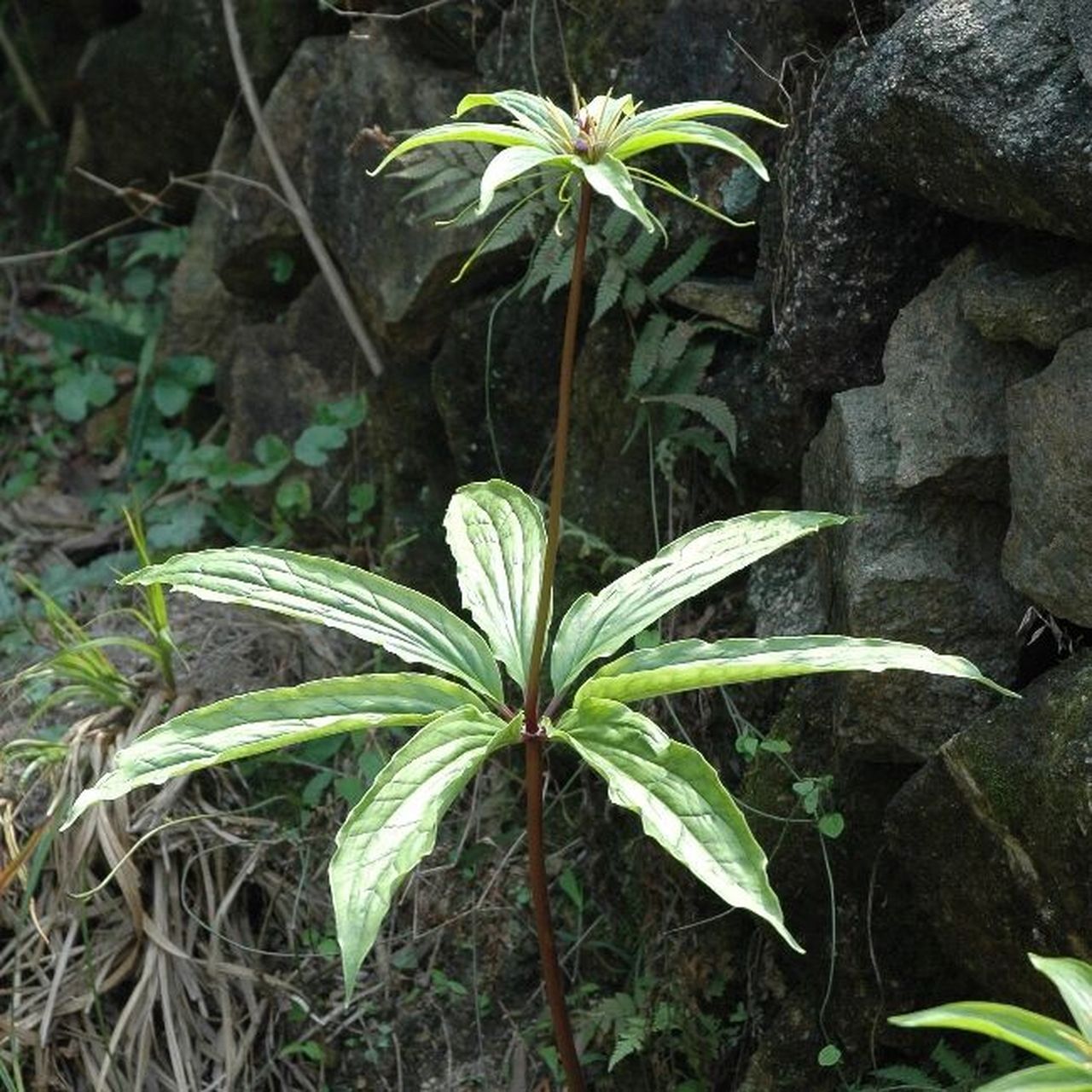 七叶植物有哪些照片图片