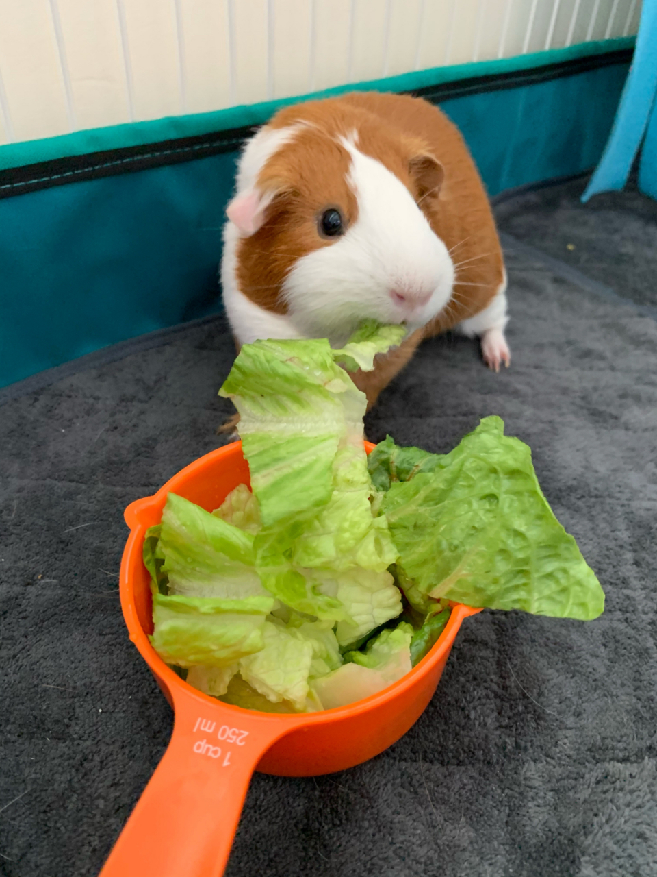 豚鼠荷兰猪喂食知多少 98豚鼠基本喂食      