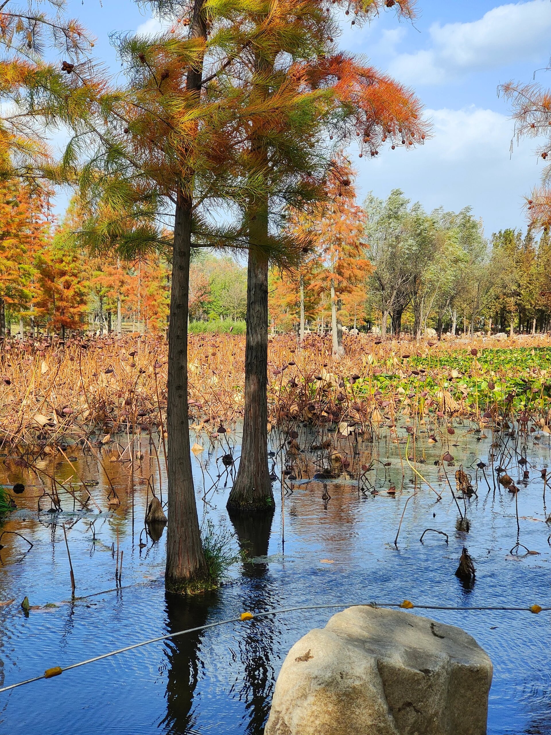 现在看得到四季的鱼鸟河公园