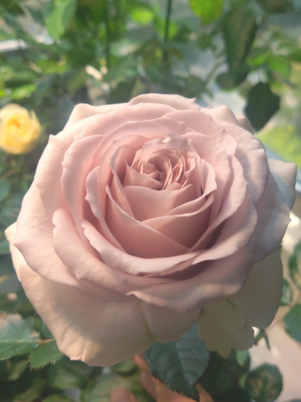 珂赛特月季 很大朵,形状个颜色也好看的 开花枝不算长,是乙女心的一半