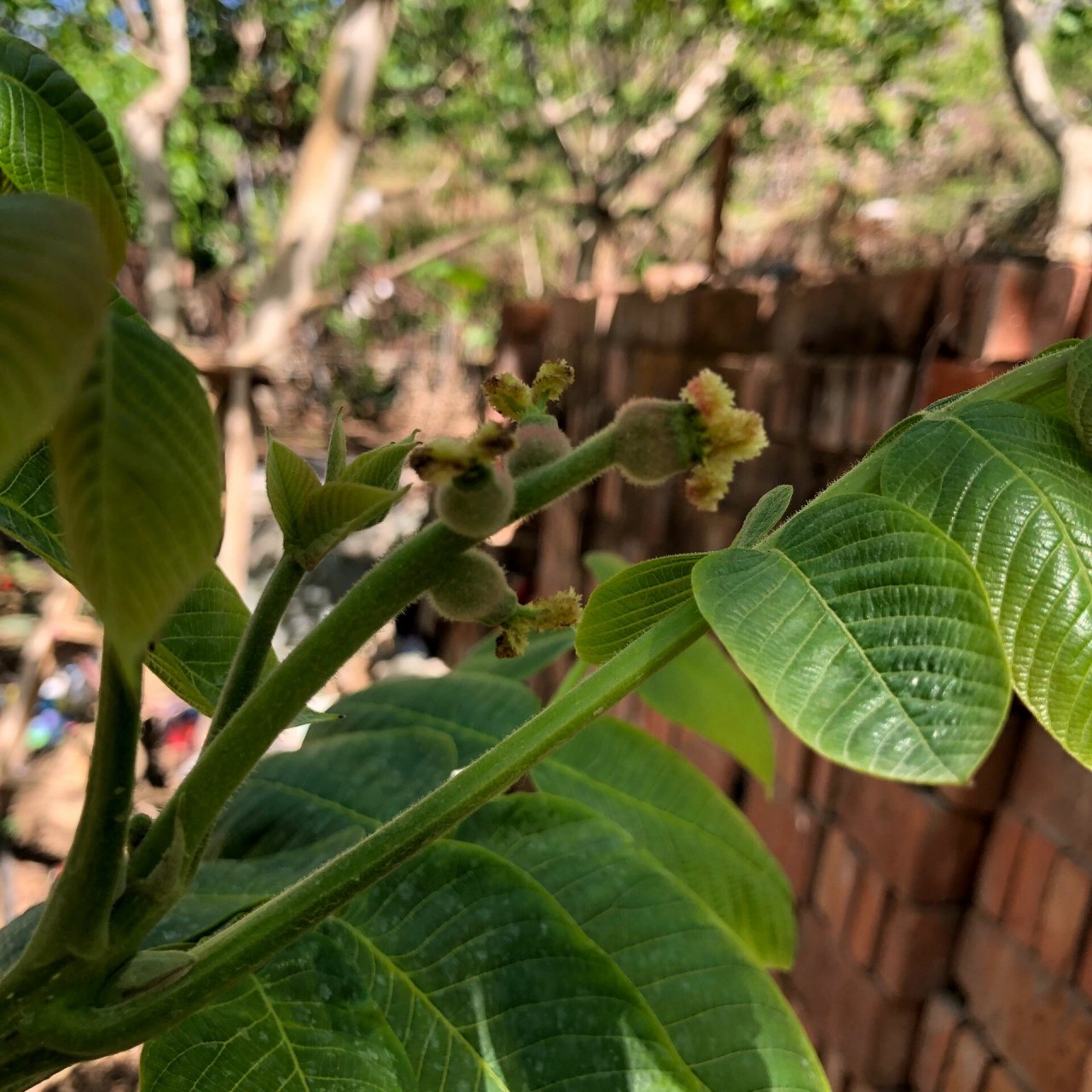 核桃开花了,您能看出哪是三棱 哪是双胞胎吗 虽然看着像小核桃,雌花分