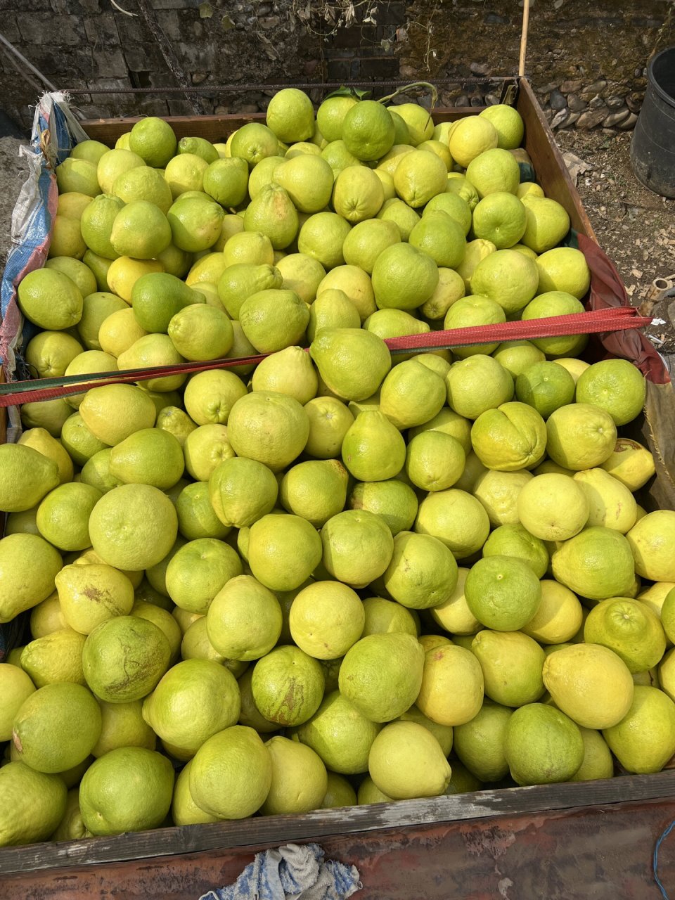 正宗自家种的40年老树江永香柚 自己家种了几万斤沙田柚,纯老树沙田柚
