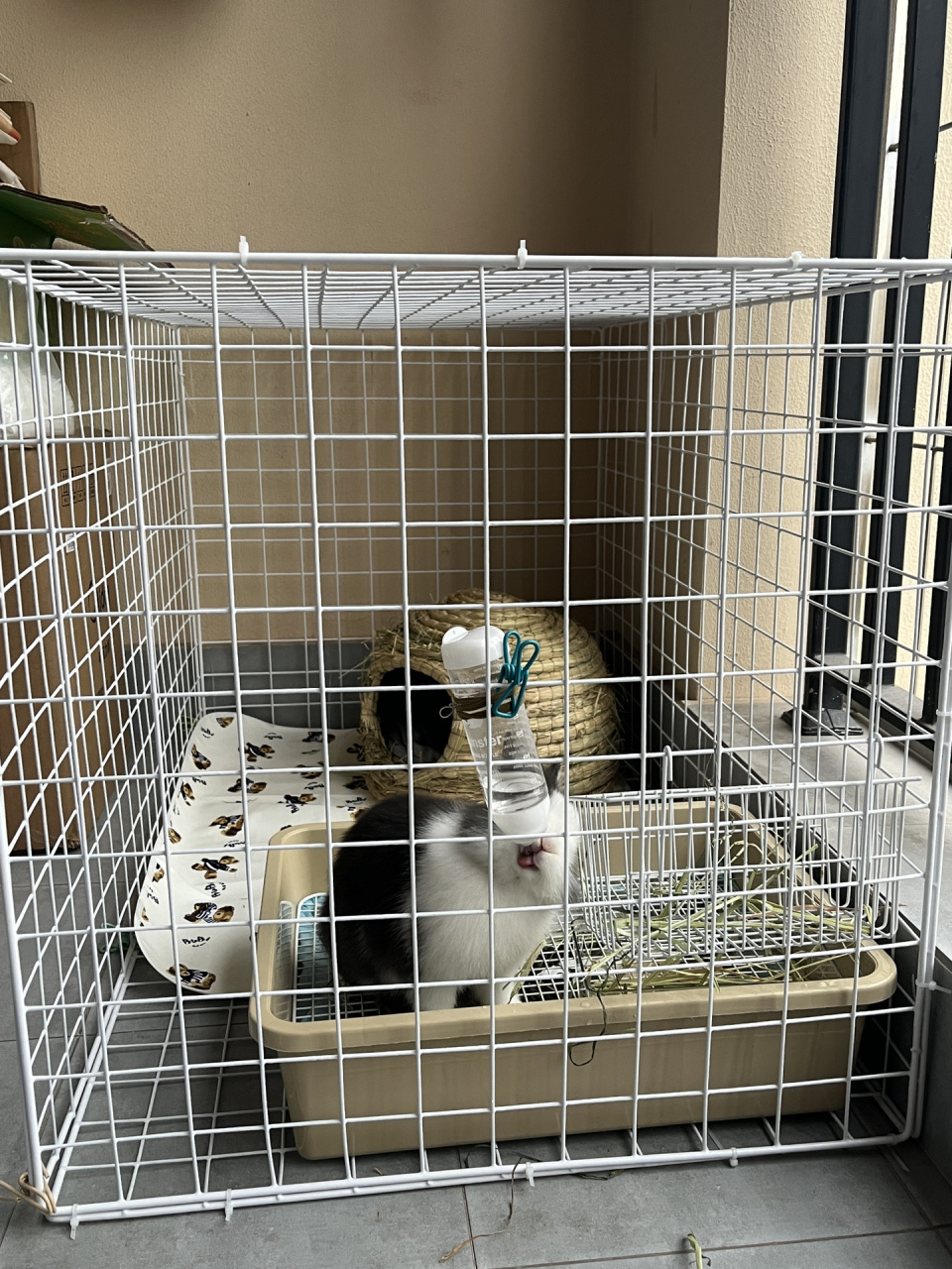 自制兔笼 菠萝蜜的新房子到啰